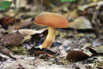 mushroom in the forest