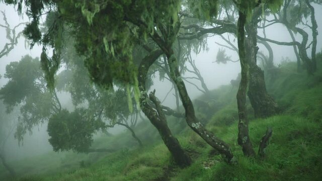 Tree flailing to windy weather with gelada monkeys passing by forest, Ethiopia