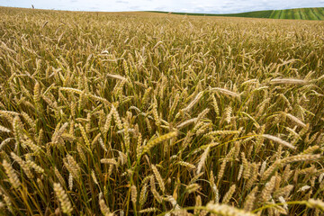 A Panorama background wheat field. 