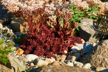 Hauswurz im Steingarten	