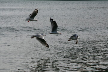 Seagulls fishing and chasing in the ocean in New Zealand