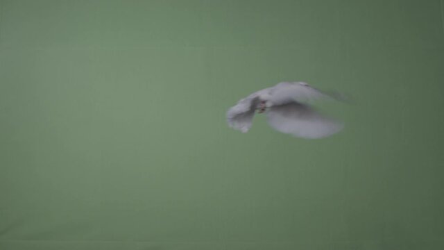 White Dove Flying Towards The Camera on green screen