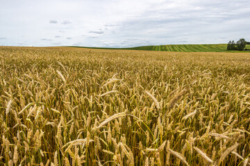 A Panorama background wheat field. 