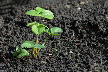 Green sprout of strawberry growing in organic soil, replanting strawberry to a new place, caring for plants