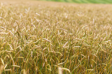 A Panorama background wheat field. 