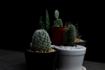 Cactus in the dark, Cactus placed on the table at night, Front focus.
