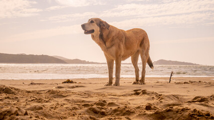dogs playing on paradisiacal beach