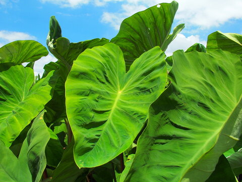 1 2 Best 猛暑日 Images Stock Photos Vectors Adobe Stock