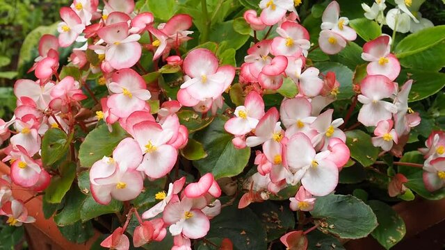 White and pink begonia flowers grow in pots in the garden
