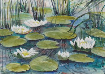  Overgrown pond. On the water flowers lilies and green leaves. Hand watercolor drawing. Picture for poster, postcard or calendar.