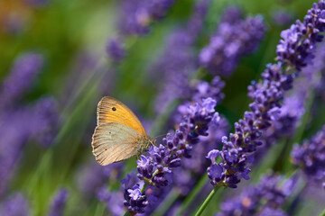 Kleines Ochsenauge (Hyponephele lycaon) an Lavendel	
