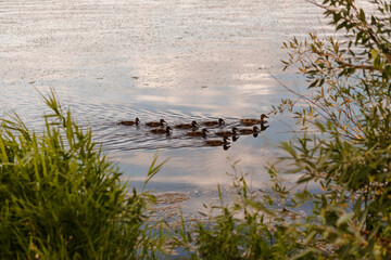 a flock of wild ducks swims on the river
