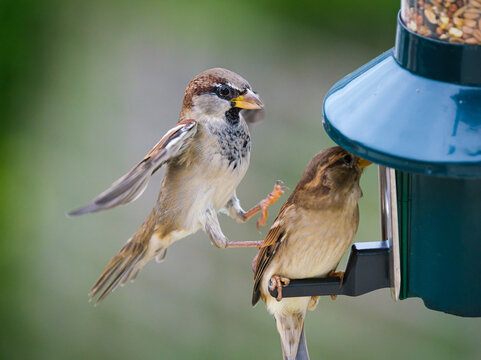 Fighting Sparrows on a bird feeder