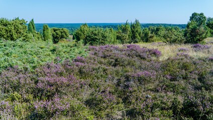 Wilseder Berg im Naturpark Lüneburger Heide