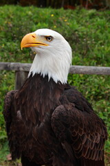 Large Bald Eagle Close up portrait wild bird.