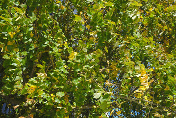 green leaves background