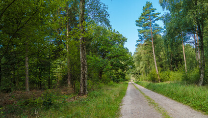 Fototapeta na wymiar Wilseder Berg im Naturpark Lüneburger Heide