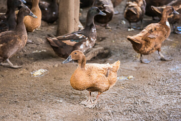 Female Duck Group in a duck farm at the back of the house It is cultured to store duck eggs for sale every day. It is a business of livestock farmers in rural Thailand.
