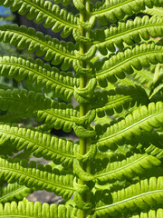 green fern. beautiful plant. forest plant, garden plant. fern leaves