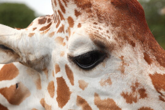 Wild giraffe closeup detail in Namibia Savannah