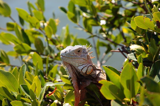 Wild iguana close up portrait in Florida Keys.