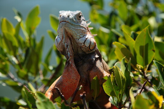 Wild iguana close up portrait in Florida Keys.
