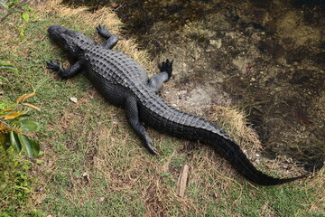 Fototapeta premium Wild gator alligators close up portrait in Florida Keys