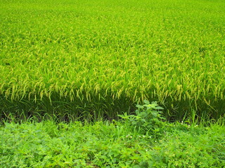 畦と実り始めた真夏の田圃風景