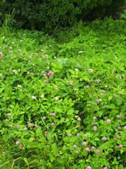 夏の野原に咲く赤詰め草とワルナスビ