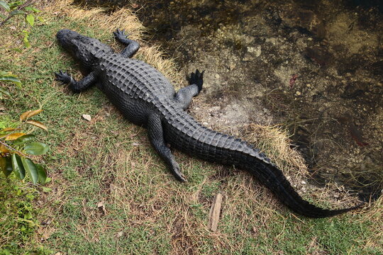 Wild gator alligators close up portrait in Florida Keys