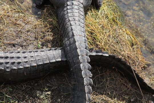 Wild gator alligators close up portrait in Florida Keys