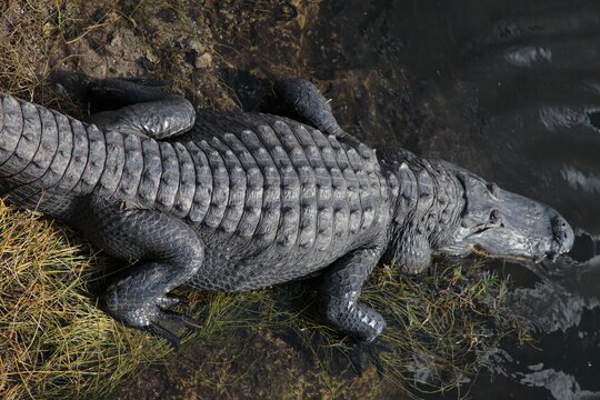 Wild gator alligators close up portrait in Florida Keys