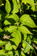 Background of green foliage of a raspberry bush, vertical