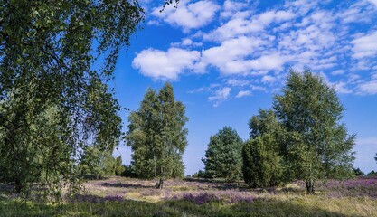 Wilseder Berg im Naturpark Lüneburger Heide