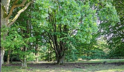 Wilseder Berg im Naturpark Lüneburger Heide