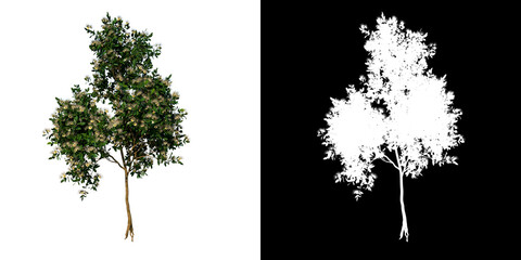 Front view tree (Young Sea Apple 3) white background alpha png 3D Rendering Ilustracion 3D