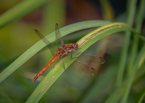 Red Common Darter Dragonfly