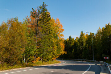Fototapeta premium A two-lane highway winds through an autumn forest, green and yellow leaves, pine cones and fallen needles on the side of the road