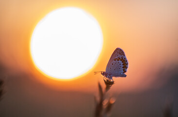 Idas Bläuling im Sonnenuntergang