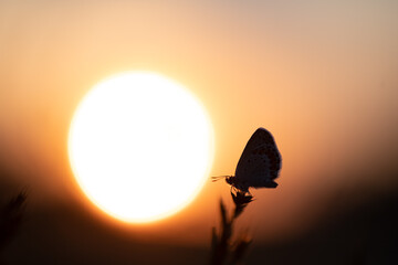 Idas Bl&auml;uling im Sonnenuntergang