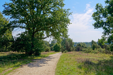 Fototapeta na wymiar Wilseder Berg im Naturpark Lüneburger Heide