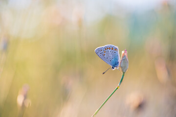 Idas-Bl&auml;uling im Gegenlicht