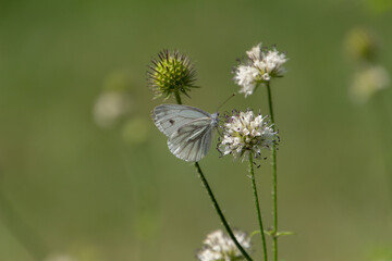 White cabbage butterfly, also called Pieris rapae or Kleiner Kohlweissling
