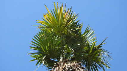 palm at the sunny day