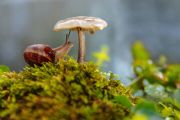 A large brown snail sits under a mushroom with elongated antennae on green moss and grass on a blurry background with soft focus, art macro photo concept, forest dwellers, flora and fauna, autumn, wil