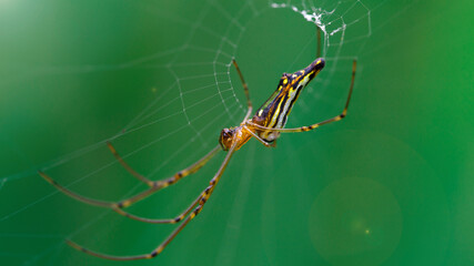beautiful golden orb spider on its web. macro photo of this gracious but ruthless predator waiting for its prey in the jungle, somewhere in Thailand