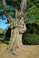 knorriger baum im hohenzollernpark, bingen