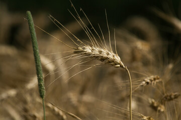 Ear of wheat in Summer before harvest.