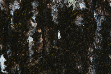 Pequeña gota de savia entre un montón de musgo de un árbol en la cumbre de Gran Canaria, España
