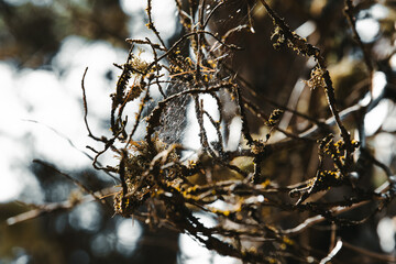 Telaraña se adueña de las ramas de los árboles de la cumbre de Gran Canaria, España